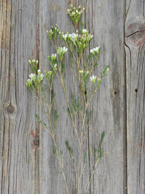 WHITE WAXFLOWER